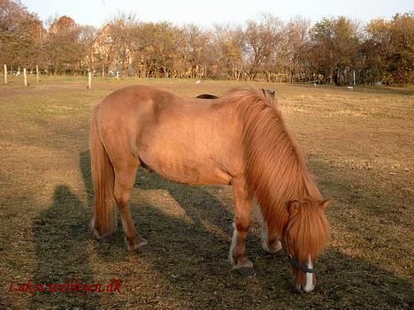 Islænder Snarfari fra Bakkelygård  billede 5