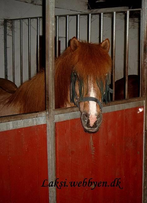 Islænder Snarfari fra Bakkelygård  - hejsa billede 6