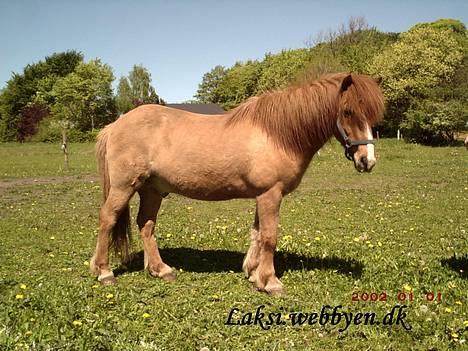 Islænder Snarfari fra Bakkelygård  - Hov der var noget der bed!! billede 7