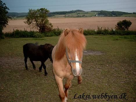Islænder Snarfari fra Bakkelygård  billede 8