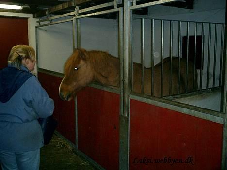 Islænder Snarfari fra Bakkelygård  billede 9