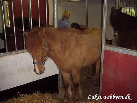 Islænder Snarfari fra Bakkelygård  billede 10