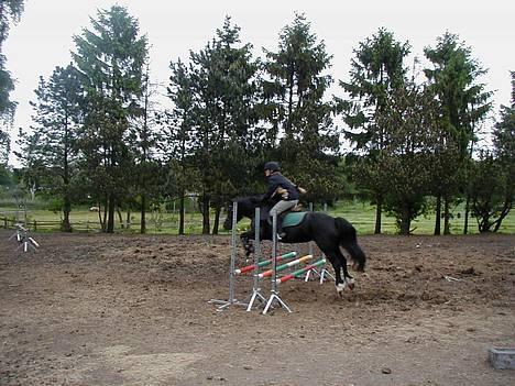 Welsh Cob (sec D) Awen billede 1