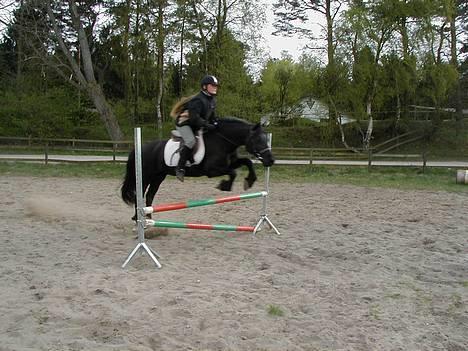 Welsh Cob (sec D) Awen billede 2