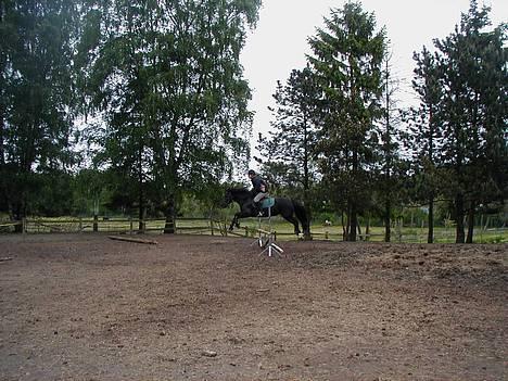Welsh Cob (sec D) Awen billede 3