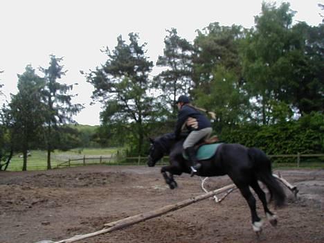 Welsh Cob (sec D) Awen billede 4