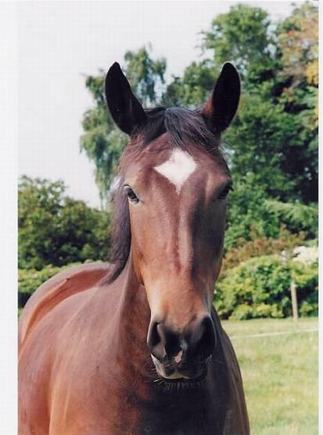 Anden særlig race Star - Her er min smukke Star så...!!! billede 1