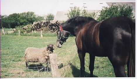 Dansk Varmblod Candis - Candis for et par år siden sammen med sin ven, vædderen Rudolf billede 7
