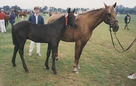 Dansk Varmblod Candis - Candis til følskue i 1996 sammen med sin mor Gracitta billede 8