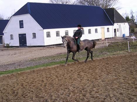 Dansk Varmblod Candis - Dressurtræning marts 2004 billede 9