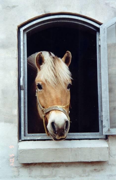 Fjordhest Solvrå - Min smukke lille mus på besøg hos hingsten billede 1