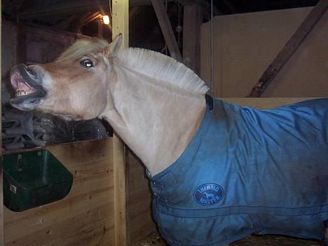 Fjordhest Solvrå - Sådan gør hun hver gang hun får et hestebolsje billede 3