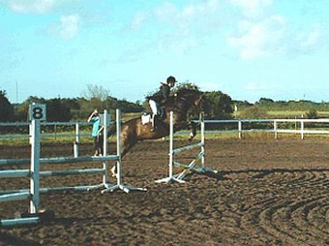 Dansk Varmblod Cor de'Light (Comet) - LD springning 2002 billede 4