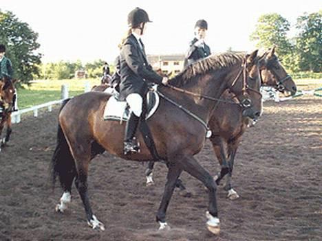 Dansk Varmblod Cor de'Light (Comet) - Opvarmning til stævne 2002 billede 6