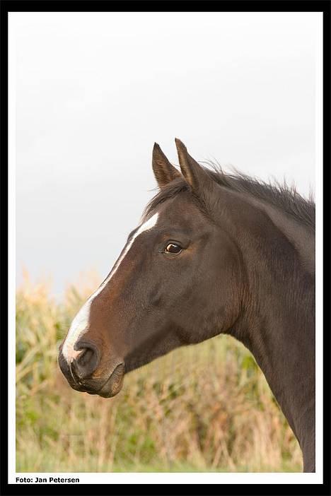 Dansk Varmblod Cor de'Light (Comet) - Comet 2004 billede 5