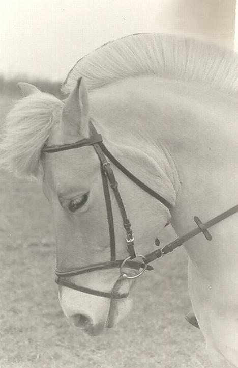 Fjordhest Solvrå - Dygtig lille ponz Foto: Mikkel Jezequel billede 6
