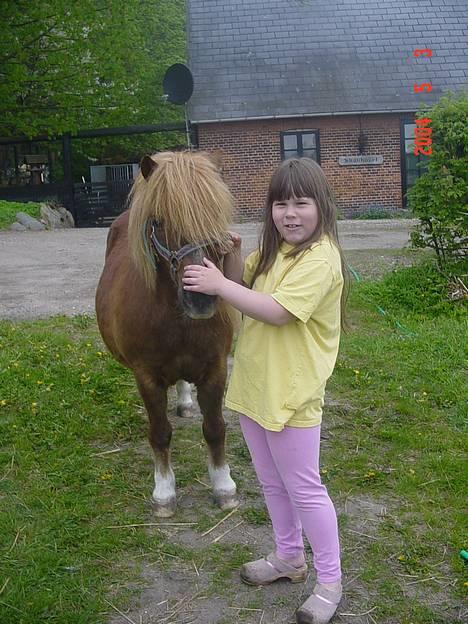 Shetlænder viktor  solgt - viktor og winnie ,winnie var 2 år da hun fik viktor. billede 5