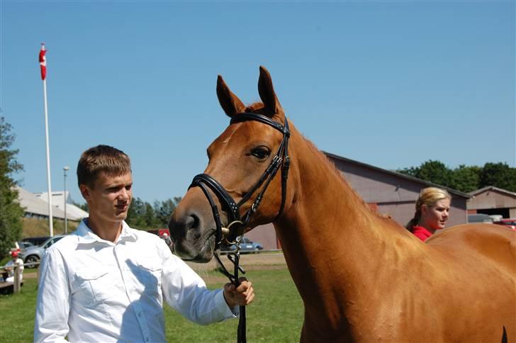 Dansk Varmblod Dakota Harkjær RDS - Elsker min mussepige billede 1