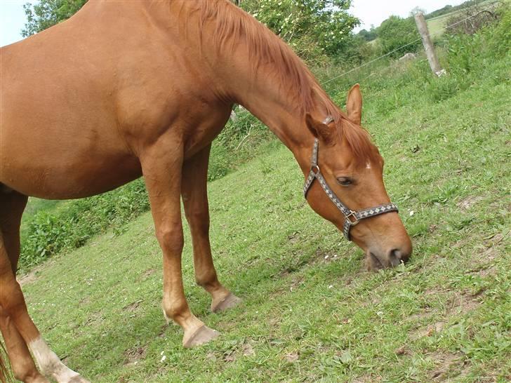 Dansk Varmblod Dakota Harkjær RDS - MAD billede 2