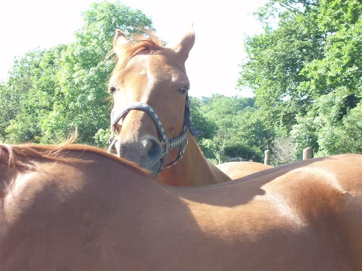 Dansk Varmblod Dakota Harkjær RDS - Drille Lazall billede 3