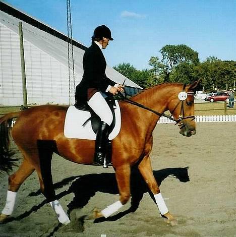 Dansk Varmblod Dakota Harkjær RDS billede 4