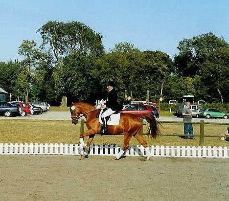 Dansk Varmblod Dakota Harkjær RDS billede 5