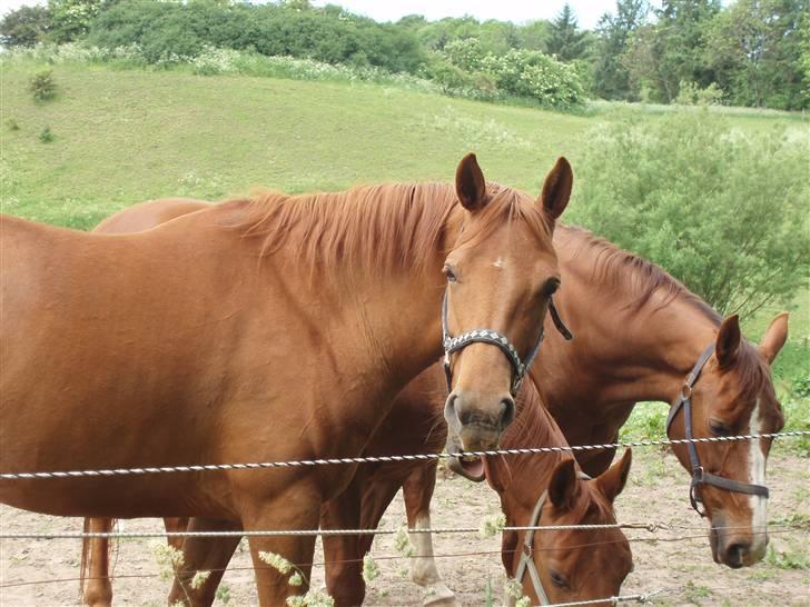 Dansk Varmblod Dakota Harkjær RDS - Gab billede 6