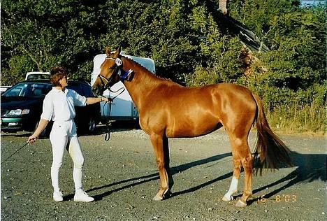 Dansk Varmblod Dakota Harkjær RDS billede 7