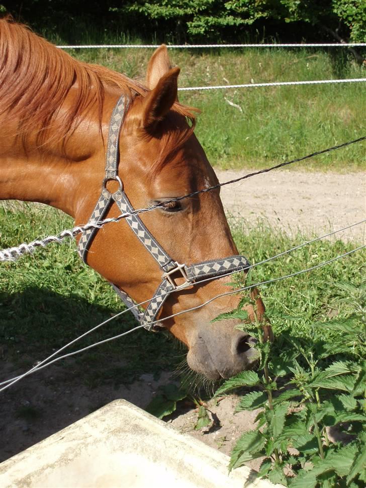 Dansk Varmblod Dakota Harkjær RDS billede 8
