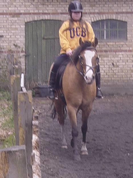 Anden særlig race samson - smukke samson billede 1