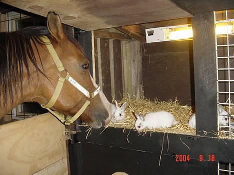 Anden særlig race samson - nåååå hvor de er søde....... billede 2