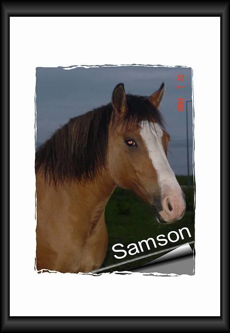 Anden særlig race samson - hoved potræt af samson billede 3