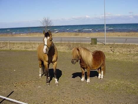 Anden særlig race samson - samson med sin ven viktor billede 4