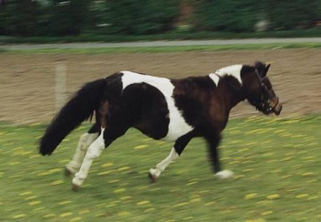 Pinto Mille Charfilo R.I.P.  billede 5