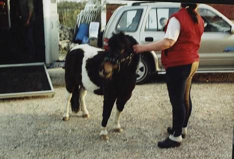 Pinto Mille Charfilo R.I.P.  billede 8