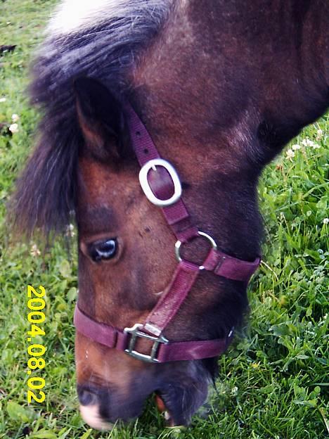 Pinto Mille Charfilo R.I.P.  billede 9