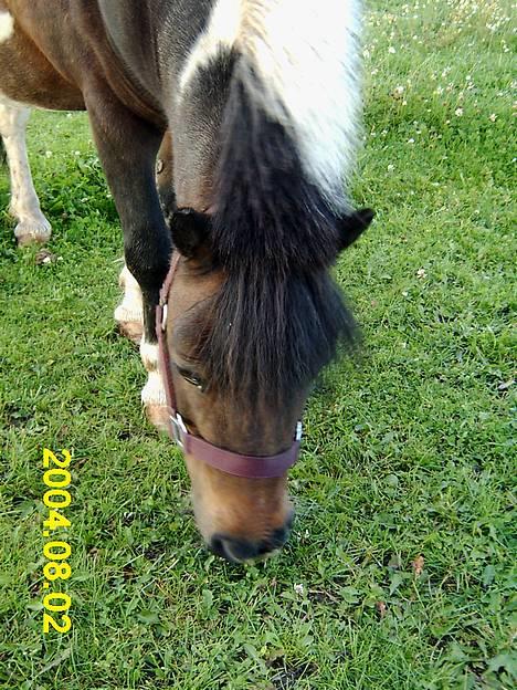 Pinto Mille Charfilo R.I.P.  billede 10