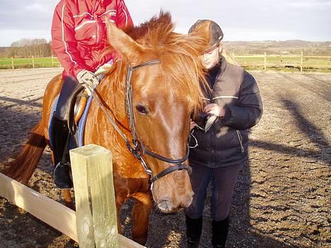 DSP Grarvens Malou(Aflivet) - AAAAVVVV...hvorfor skal de absolut spænde gjorden???? billede 6
