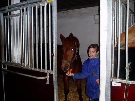 DSP Grarvens Malou(Aflivet) - Her står hun i hendes boks og spiser en gulerod.... billede 8