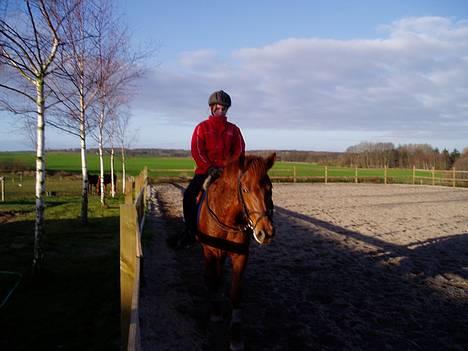 DSP Grarvens Malou(Aflivet) - ÅRHHHHH....! Dejligt med en Pause... billede 10