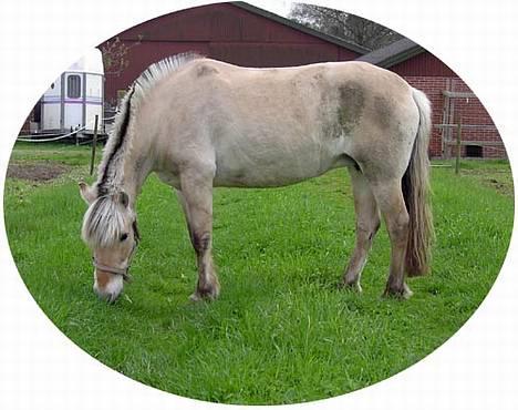 Fjordhest Hjerterbellami billede 1