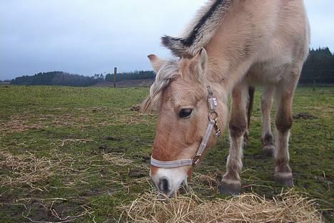 Fjordhest Hjerterbellami - Dejligt hø..... billede 2