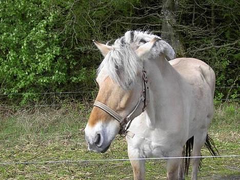 Fjordhest Hjerterbellami - Et billede af min hest da jeg lige havde fået hende billede 3