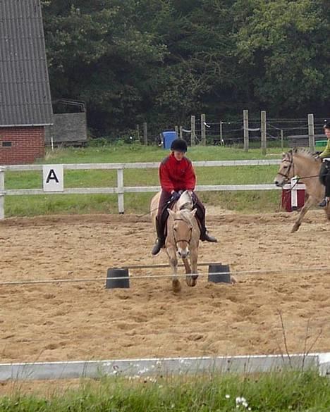 Fjordhest Hjerterbellami - Så springer vi..... billede 4