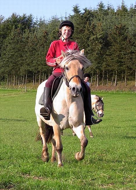 Fjordhest Hjerterbellami - Her kommer vi så ridene........ billede 7