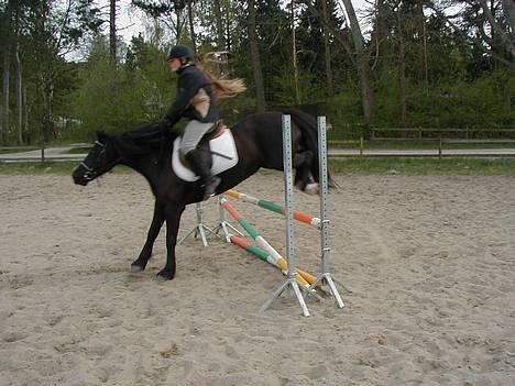 Welsh Cob (sec D) Awen billede 5