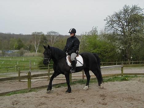Welsh Cob (sec D) Awen billede 6