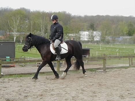 Welsh Cob (sec D) Awen billede 7