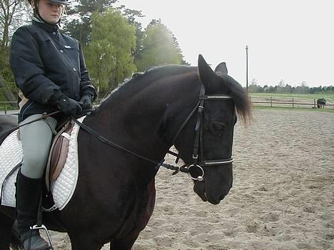 Welsh Cob (sec D) Awen billede 8