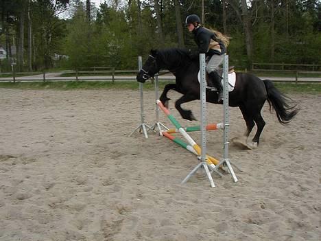 Welsh Cob (sec D) Awen billede 9